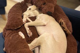 Wszyscy szukają Heńka! Za pomoc wyznaczono nagrodę. Żeby nikomu nie opłaco się go przetrzymywać