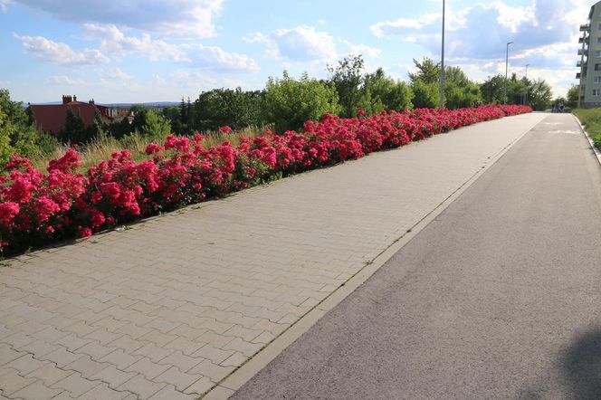 Starachowice. To najbardziej ukwiecone miasto świętokrzyskiego