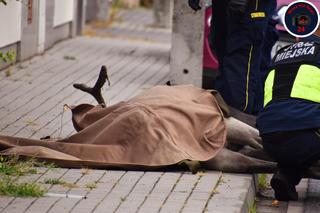 Pościg za Łosiem w Warszawie. Wielki zwierz wymykał się obławie
