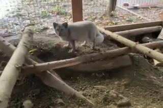 Krysia i Rysia miały być futrem, zamieszkały w fundacji