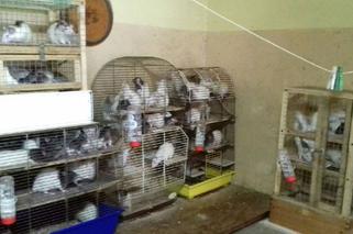 Nielegalna hodowla szczurów w Piotrkowie Trybunalskim. Ponad 130 gryzoni w kawalerce!