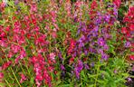 Angelonia