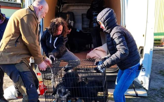 Policjant z Gorzowa pomógł uratować 29 psów z Ukrainy