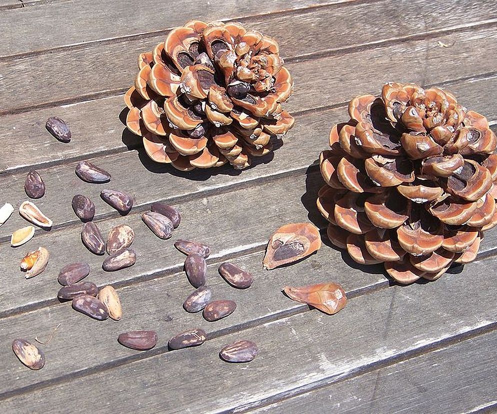 Orzeszki piniowe to obrane z łusek nasiona różnych gatunków sosny, najczęściej sosny pinia. Fot. Asabengurtza/Wikimedia Commosn, lic. CC BY-SA 3.0.