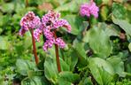 Bergenia