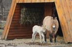 Mały konik Przewalskiego w Warszawskim ZOO