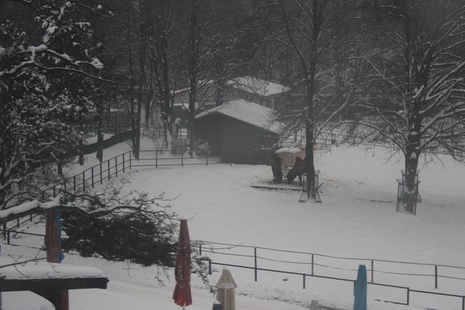 "Elka" w Parku Śląskim. Widok z góry