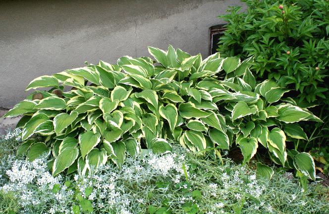 Funkia falista 'Albomarginata' - Hosta undulata 'Albomarginata'