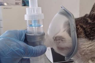 Mieszkał w styropianowym domku na działkach we Wrocławiu. Ekostraż walczy o życie cierpiącego kota