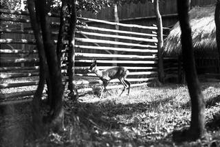 Zwierzyniec Królewski na Wawelu