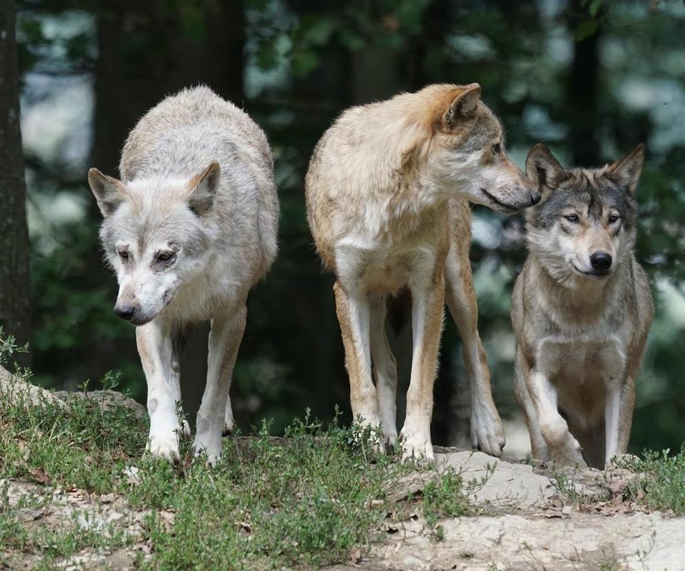 Będą zmiany w statusie ochrony wilków