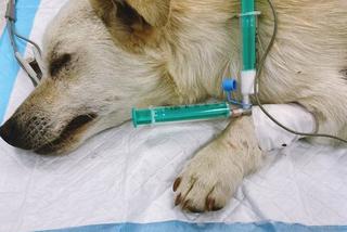 Messi. Operacja psa z dziurą w przemyskiej lecznicy ADA (GALERIA)