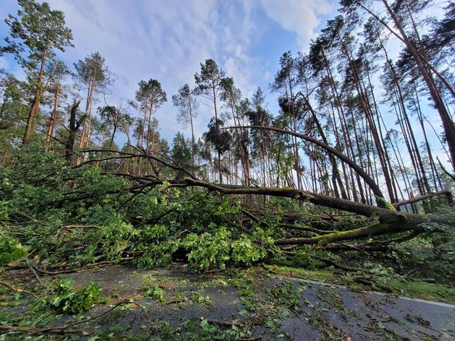 Potężna nawałnica przeszła przez Bory Tucholskie. Powalone drzewa, zablokowane drogi