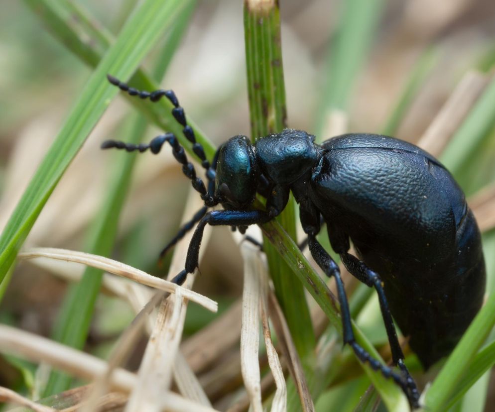Oleica krówka to gatunek chrząszcza, który występuje w całej Polsce. Jego jad jest trujący