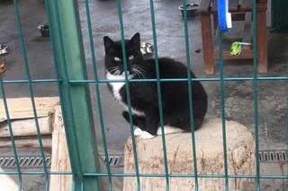 Bydgoskie schronisko znajduje się przy ul. Grunwaldzkiej