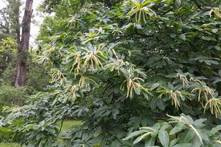 Jadalne rośliny w Ogródzie Botanicznym UKW