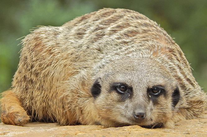 Z wizytą w Ogrodzie Zoobotanicznym w Toruniu