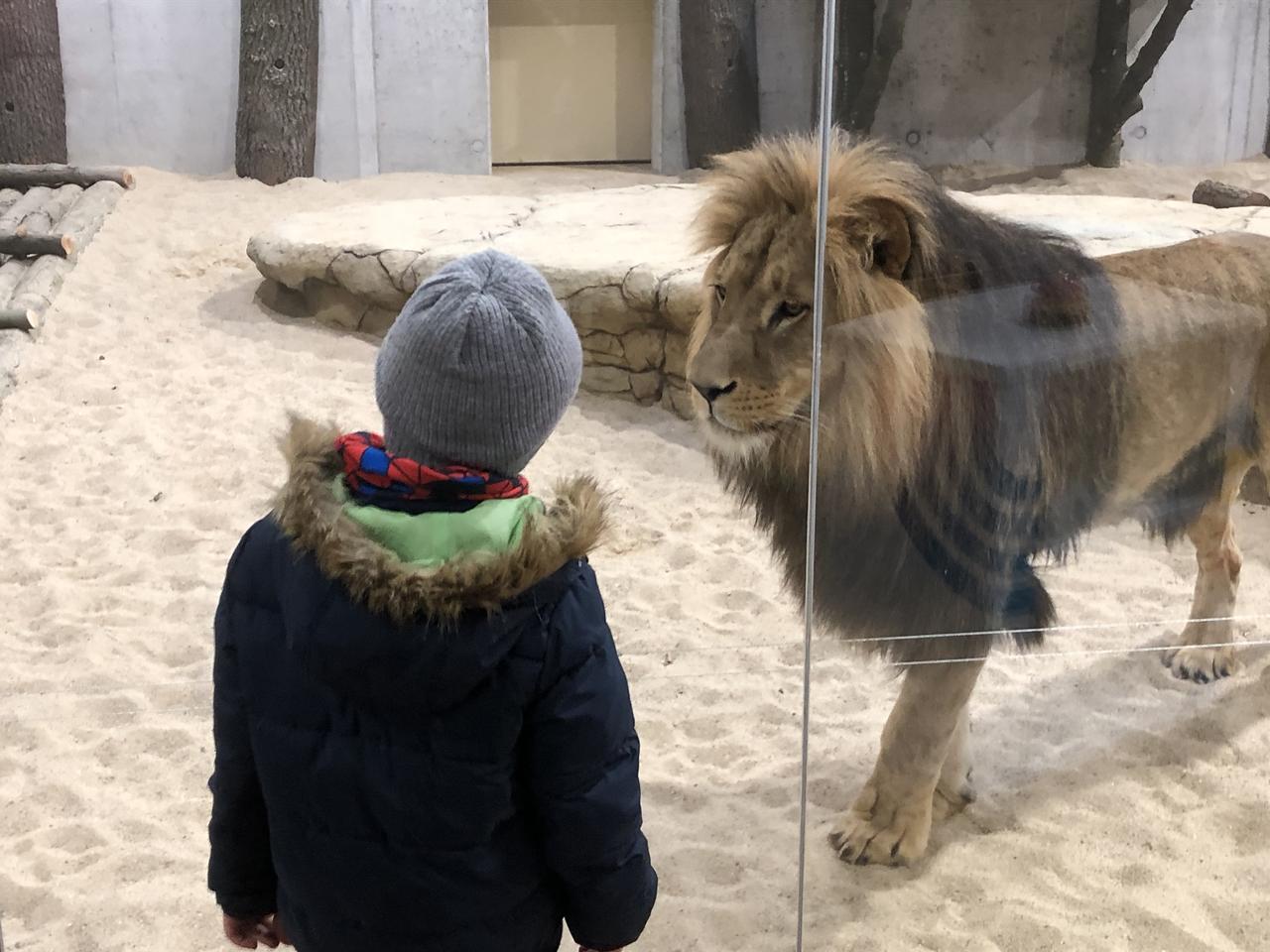 Można już oglądać lwy i tygrysa w opolskim zoo. To jeden z największych wybiegów w Europie