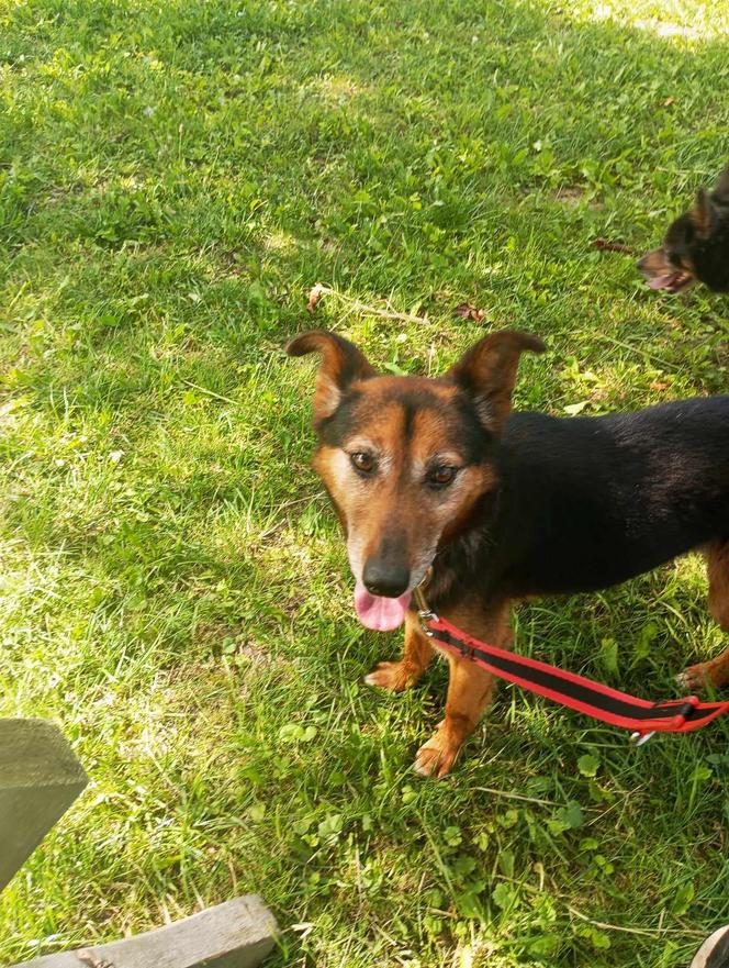 Pet Patrol Rybnik pojechał do Żor. "Czym zawiniły te dwie niewinne istoty?"