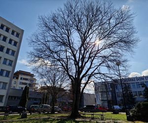 Najstarszy park miejski w Bydgoszczy zostanie odnowiony! Zmieni się nie do poznania