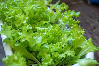 Uprawa sałaty na balkonie 