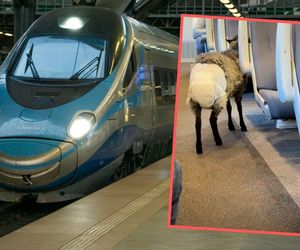 Owca w pampersie w Pendolino. Poseł PiS w szoku. Ludzie przeginają