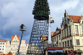 Na rynku we Wrocławiu stawiają 24-metrową choinkę. Będzie inna od poprzedniej 