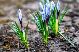 Ogród Botaniczny w Łodzi już otwarty! Jakie rośliny moga zobaczyć odwiedzający? 