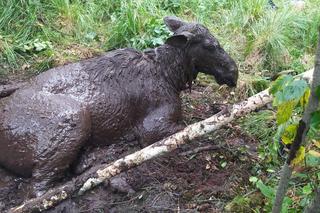 Los po uszy w bagnie