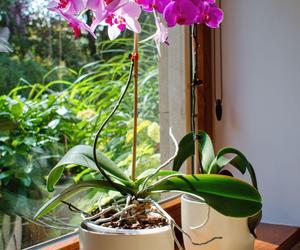 Storczyk Phalaenopsis