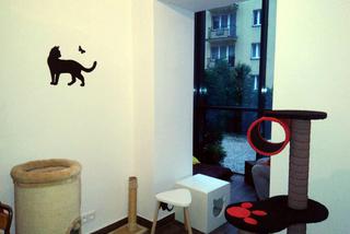 Katowice: Pierwsza na Śląsku Kocia Kawiarnia działa już trzy tygodnie! [ZDJĘCIA]