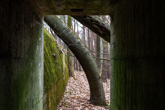 AI wskazała najgorsze miasto Opolszczyzny. Dramat i marazm, z którego nie ma wyjścia