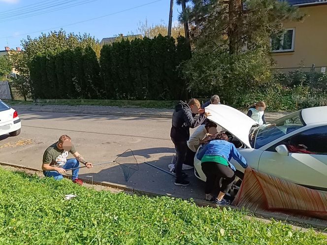 Niesforny mruczuś próbował ukrywać się w aucie. Teraz kot czeka na nowy dom