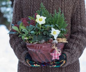 Kwiaty i rośliny na Boże Narodzenie. Żywe świąteczne dekoracje