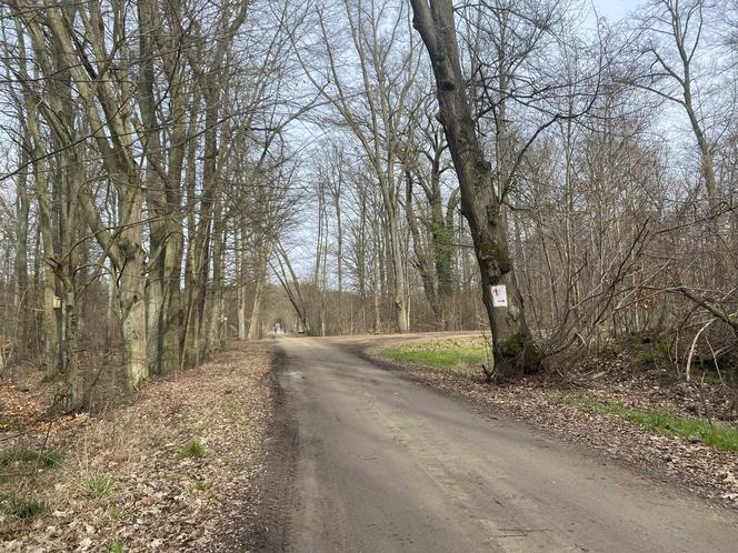 Zmiany w Parku Odrzańskim w Zielonej Górze. Zobacz jak wygląda obecnie