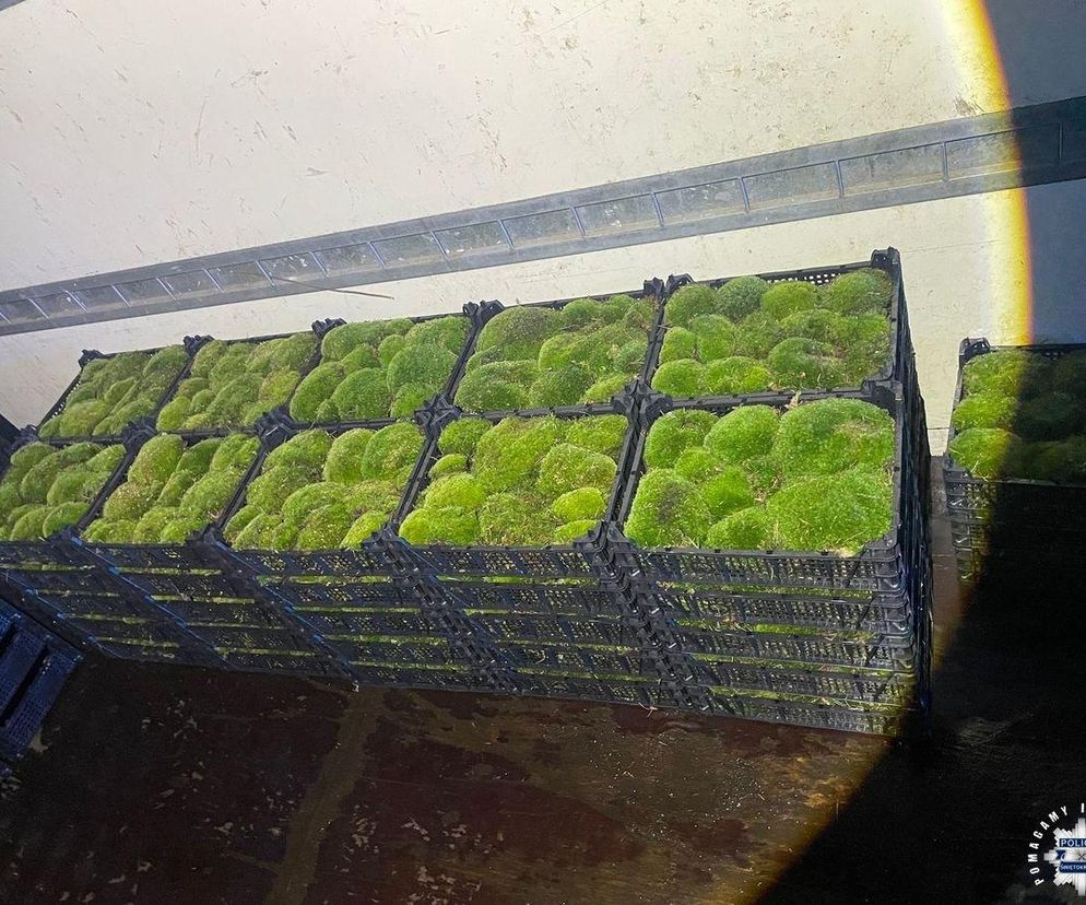 60-latek kradł mech z lasu