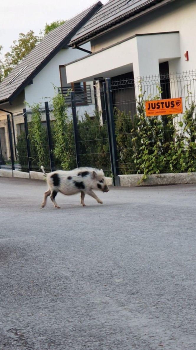 Dziki w mieście