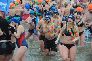 Tysiące morsów wykąpało się w Bałtyku