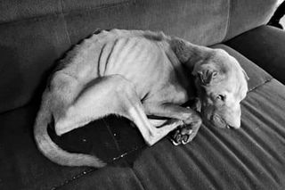 Toruń: właściciel zagłodzonego na śmierć Bobika aresztowany. Policja mówi o OKRUTNYM znęcaniu się