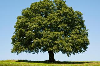 Drzewa, które przynoszą pecha. Omijaj je szerokim łukiem i nie sadź w swoim ogrodzie! 