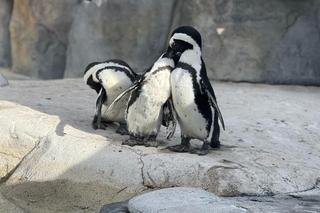 W Zamościu zamieszkają pingwiny! Szykuje się ogromna rozbudowa zoo