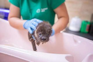 Wydra Wika zgubiła mamę