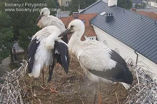 Przygodzice. Jakie imiona dla młodych boćków?