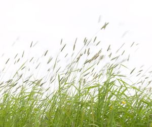 Alergia na pyłki traw - objawy. Które trawy uczulają?