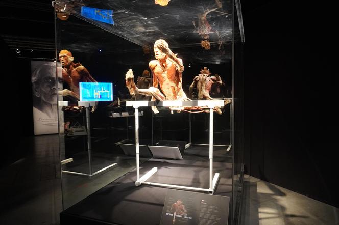 Wystawa z ludzkiego ciała. Body Worlds powróciła do Gdańska po 5 latach 