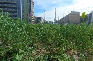 Chwasty na placu Rodła w Szczecinie