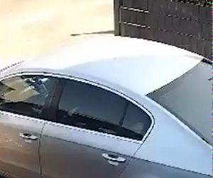 Niedźwiedź w Wilnie