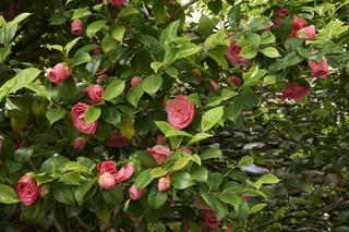 Kamelia japońska - Camellia japonica