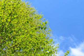Grujecznik japoński - piernikowe drzewo: uprawa, pielęgnacja, wymagania