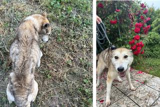 Łajka - matamorfoza